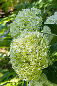 Smooth hydrangea, Hydrangea arborescens 'Annabelle', flowers