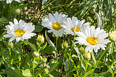 Shasta Daisy, Leucanthemum superbum 'Madonna', flowers