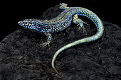 Esparto Island lizard (Podarcis pityusensis kamerianus) on black background