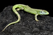 Western green lizard (Lacerta bilineata) on black background
