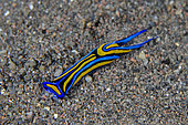 Swallowtail Headshield Slug (Chelidonura hirundinina), Dropoff dive site, Tulamben, Karangasem Regency, Bali, Indonesia, Indian Ocean