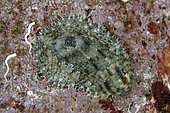 False Ear Shell (Stomatella auricula) on rock, Seraya dive site, Seraya, Karangasem Regency, Bali, Indonesia, Indian Ocean