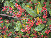 Cotoneaster hylmoei, berries