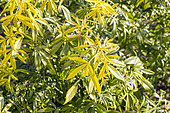 Mexican Orange, Choisya dewitteana'Golden Finder', foliage