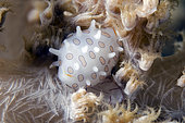 Margarita Egg Cowrie (Diminovula margarita) on coral, Coral Garden dive site, Menjangan Island, Bali, Indonesia