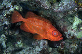 Japanese Bigeye (Cookeolus japonicus), night dive, Mimpi Channel dive site, near Menjangan Island, Bali, Indonesia