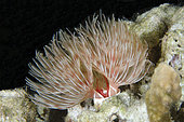 Magnificent Tube Worm (Protula magnifica), night dive, Mimpi Channel dive site, near Menjangan Island, Bali, Indonesia