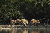 Wild Boar (Sus scrofa) piglets at the edge of water of a pond, Sologne, Loir-et-Cher, Centre-Val de Loire, France