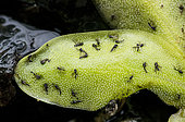 Midges caught by a leaf of Butterwort (Pinguicula macroceras), leaf = sticky trap of the carnivorous plant, Jean-Marie Pelt Botanical Garden, Nancy, Lorraine, France