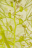 Trap for the bladderwort (Utricularia sp), an aquatic carnivorous plant, Sée d'Urbès bog, Vosges, France