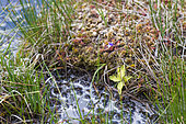 Common Butterwort (Pinguicula vulgaris) carnivorous plant in its natural environment, Tourbière des faignes d'Artimont (above Lake Blanchemer), Vosges, France