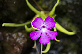 Pink flower of Butterwort (Pinguicula sp),carnivorous plant, Jean-Marie Pelt Botanical Garden, Nancy, Lorraine, France