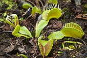 Venus flytrap (Dionaea muscipula) trap, carnivorous plant, Jean-Marie Pelt Botanical Garden, Nancy, Lorraine, France