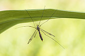 Spotted Cranefly (Nephrotoma appendiculata) on a leaf, Lorraine, France