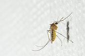 Common domestic mosquito (Culex pipiens) on a wall, Bouxières-aux-dames, Lorraine, France