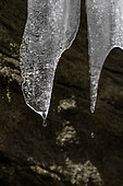 Ice stalactites melting in the sun, Gorges du Furon, Vercors, Isere, France