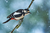 Spotted woodpecker (Dendrocopos major) in snow, Yvelines, France