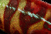 Chameleon skin detail (Furcifer pardalis).