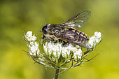Pale giant horsefly (Tabanus bovinus) on fleurs, Lorraine, France