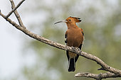 African Hoopoe (Upupa epops africana) on a branch, Etosha, Namibia