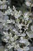 Cider gum (Eucalyptus gunnii) 'Azura' (= 'Cagire')