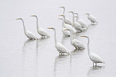 Great Egret (Egretta alba) group in water, Lac du Der, Champagne, France