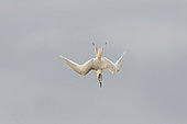 Sandwich tern (Thalasseus sandvicensis) in flight, Brittany, France