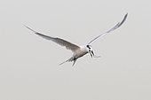 Sandwich tern (Thalasseus sandvicensis) in flight with prey, Brittany, France