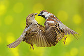 Italian Sparrow (Passer italiae), adult male and female fighting in flight, Campania, Italy