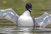 Great northern diver (Gavia immer) spreading its wings, La Mauricie National Park, Quebec, Canada