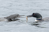 Great northern diver (Gavia immer) feeding its three-month-old child, La Mauricie National Park, Quebec, Canada