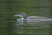 Great northern diver (Gavia immer) four-month-old swimming on a lake., La Mauricie National Park, Quebec, Canada