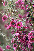 New Zealand teatree (Leptospermum scoparium)