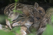 Wild boar (Sus scrofa) piglets at rest, Vosges, France
