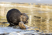 North American Beaver (Castor canadensis) eating a twig on the edge of a lake in winter, at sunset. La Mauricie National Park. Quebec. Canada