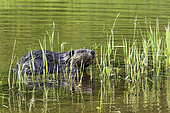 North American Beaver (Castor canadensis) eating new aquatic vegetation in spring. Forillon National Park. Quebec. Canada