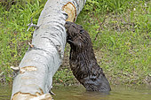 North American Beaver (Castor canadensis) standing and leaning on a birch trunk that has fallen into a lake. Beaver gnawing on bark. Forillon National Park. Quebec. Canada