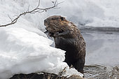 North American Beaver (Castor canadensis) emerging from a lake in winter to feed in a forest. La Mauricie National Park. Quebec. Canada