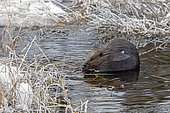North American Beaver (Castor canadensis) eating an twig by a lake in winter, La Mauricie National Park. Quebec. Canada