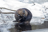North American Beaver (Castor canadensis) standing at the edge of a lake in winter and observing. La Mauricie National Park. Quebec. Canada