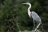Great blue heron (Ardea herodias) on a beaver lodge and watching. La Mauricie National Park. Quebec. Canada