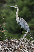 Great blue heron (Ardea herodias) on a beaver lodge and watching. La Mauricie National Park. Quebec. Canada