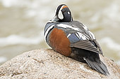 Harlequin duck (Histrionicus histrionicus) lying on a rock and watching. Gaspesie Park. Quebec. Canada
