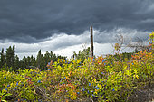 Jack pine (Pinus banksiana) plantation and blueberry (Vaccinium sp) bed. Upper Mauricie region. Quebec. Canada