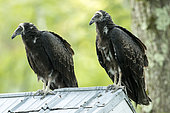Turkey vulture (Cathartes aura) youngs moulting their feathers and warming themselves on a tin roof. Central Quebec region. Canada