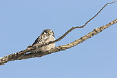 Northen Hawk Owl (Surnia ulula) on a branch and observing. Central Quebec region. Quebec. Canada