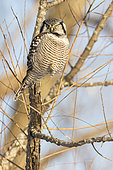 Northen Hawk Owl (Surnia ulula) on a branch and observing. Central Quebec region. Quebec. Canada