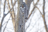 Great Grey Owl (Strix nebulosa) on top of a dead tree and regurgitating a ball of hair and bone.. Central Quebec region. Quebec. Canada
