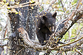 Black bear (Ursus americanus). Two year old bear cub climbing an old tree and watching. Forillon National Park. Quebec. Canada.