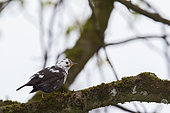 Blackbird (Turdus merula) partially albino, on a branch, Canton Geneva, Switzerland